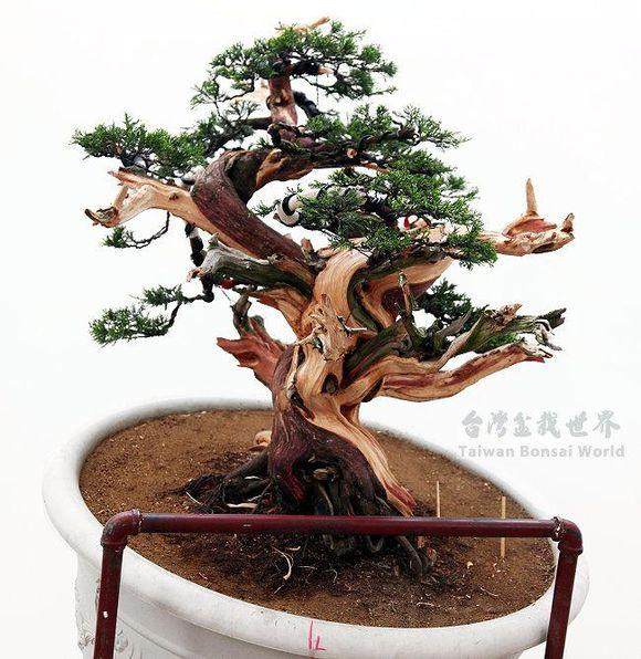 四川成都市开展川派盆景制作技术知识培训