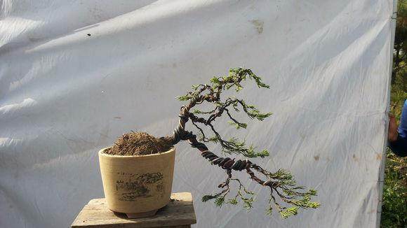 沭阳县花木管委会做好首届盆景制作比赛培训班准备工作