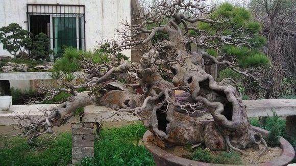 沭阳荣获中国盆景培训基地称号