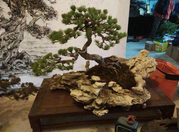 首届中国盆景制作技师培训班在沭阳举办