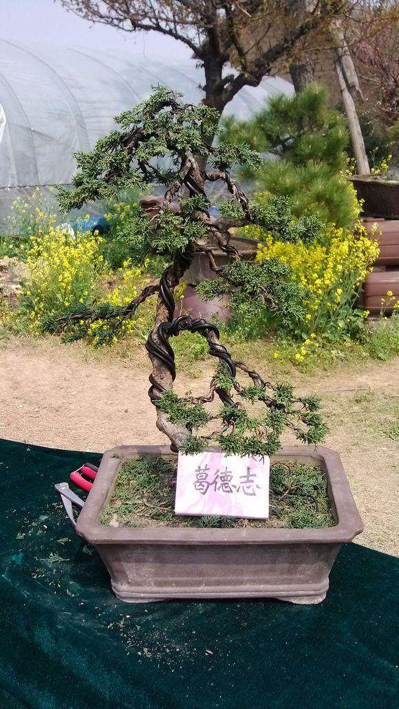 宜兴市农林局举办苗木盆景培训班-小产业 做出大格局