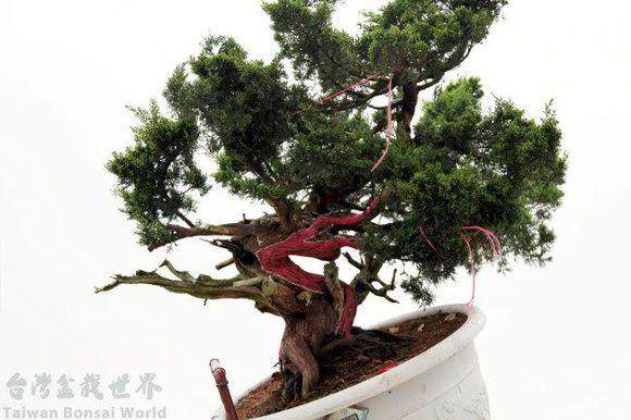 沭阳用作品展示盆景技能培训成果