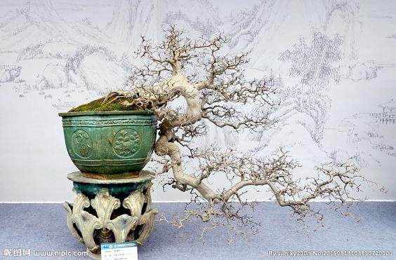 越南大部分进口盆景花来自中国