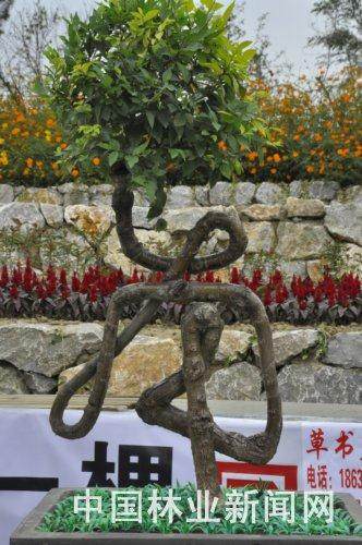 字体盆景市场俏销