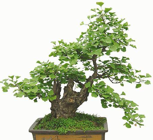 农民制银杏造型盆景 生意俏销