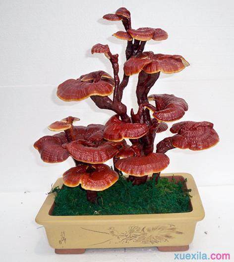 山东农民大发灵芝盆景财  一盆高达3000元