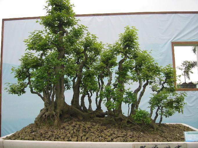 汪老汉开始钻研树桩盆景的培植技术