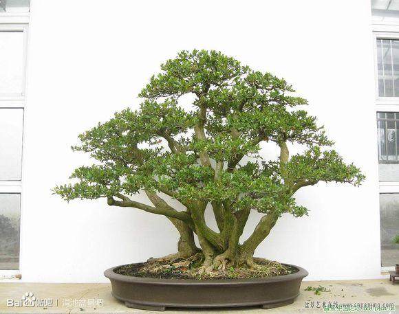 图解 丛林式盆景怎么制作的12个图示