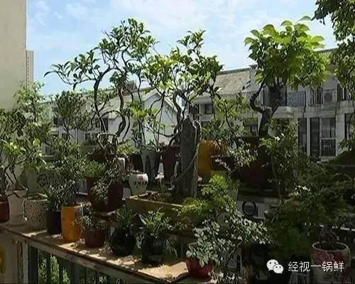 请问能否将其嫁接成四季常青,如何嫁接为好？