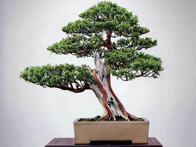 刺柏下山桩如何养护才能提高成活率