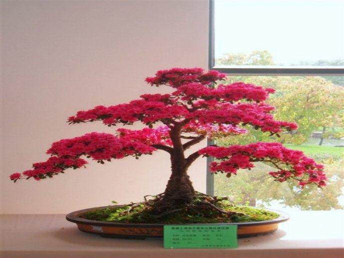 福建省戴云花卉盆景公司