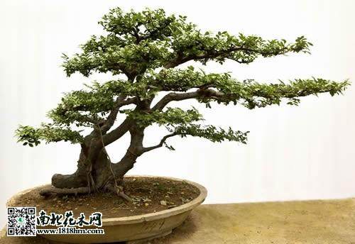 榔榆桩盆景根腐病