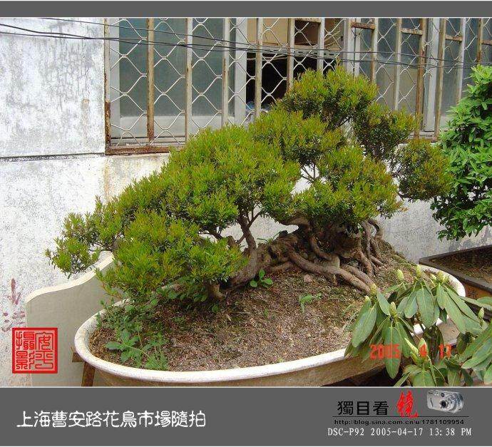 滨江苑根桩盆景花鸟市场