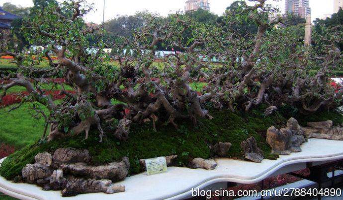 盆景桩景缺根怎么办？