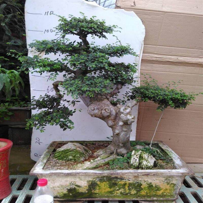 培养根桩盆景气根的2法