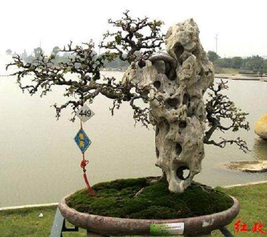 首届广东盆景协会会员作品展启事