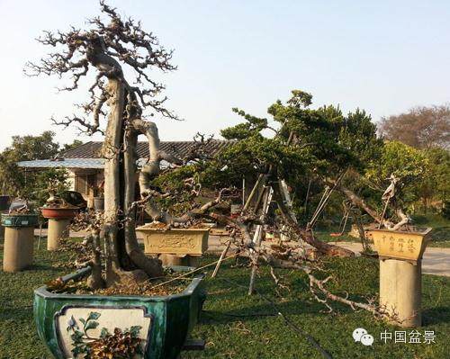 广东省盆景协会相关论文