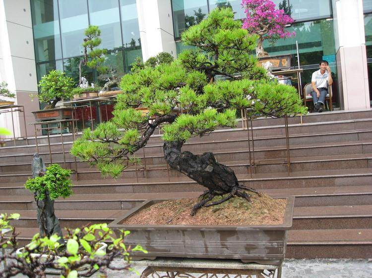 广东省盆景协会（通 知）