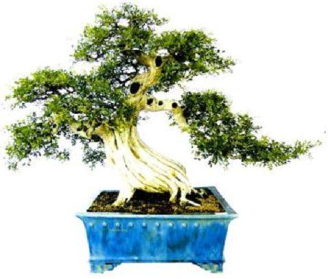 广东省盆景协会迁址南海花卉城