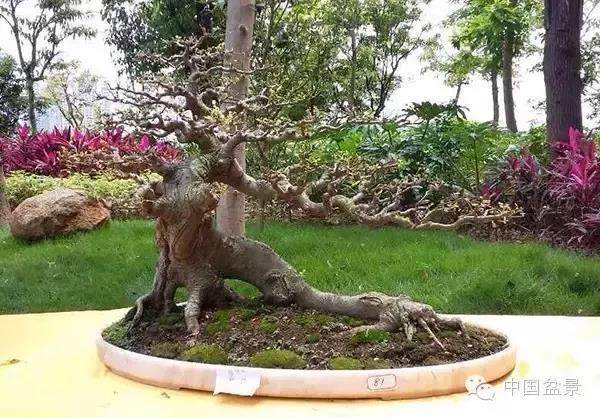 广东省江门盆景协会成立,盆景收藏爱好者有了家