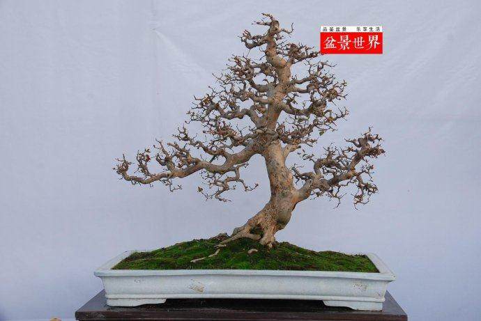 心系盆景村 记广东省盆景协会副会长余锦图