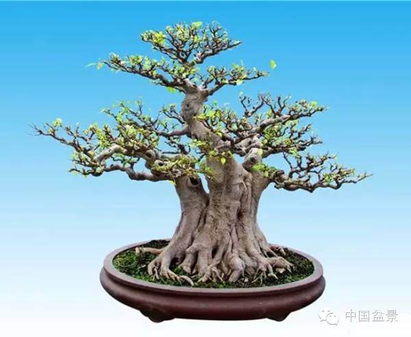 广东连山成立盆景花卉奇石根艺协会