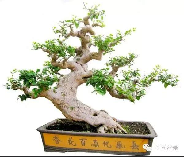 广东请远市盆景协会改选换届