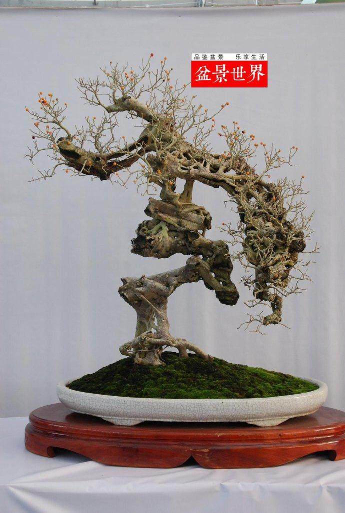 广东省盆景协会庆祝成立十五周年