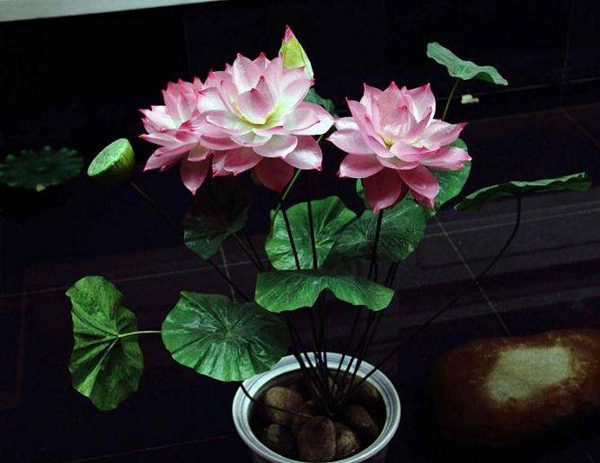 花溪董家堰荷花盆景园