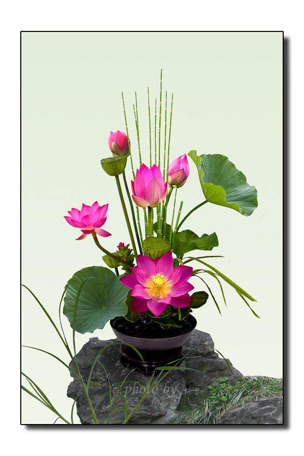 金湖县闵桥镇培育的10000多盆荷花盆景