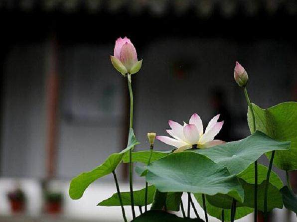 盆景荷花要怎样施用肥料？