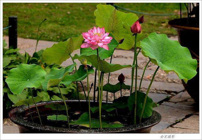 定海区的荷花盆景市场俏