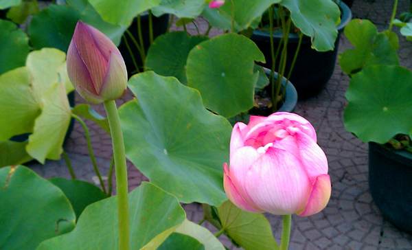 制作盆景荷花的技术