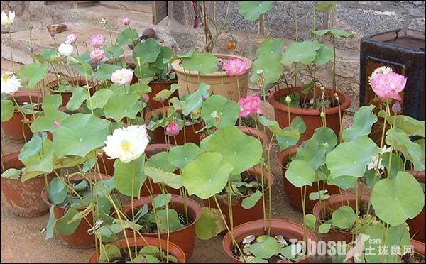 怎样栽种盆养荷花