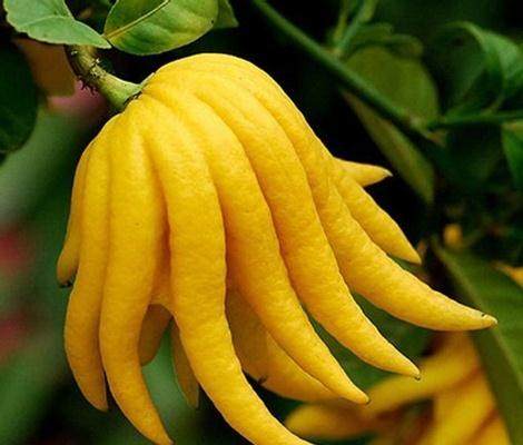 金华人知道金华佛手怎么吃吗？