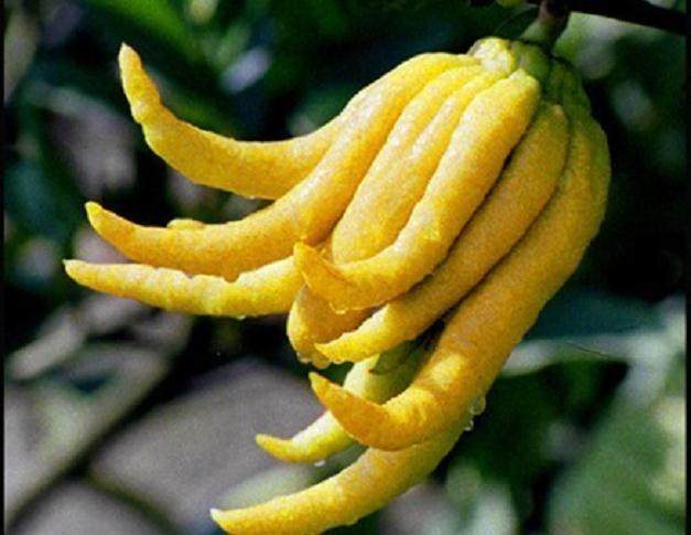 金华佛手可以怎么吃的啊?