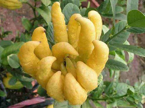 金华佛手的几种吃法