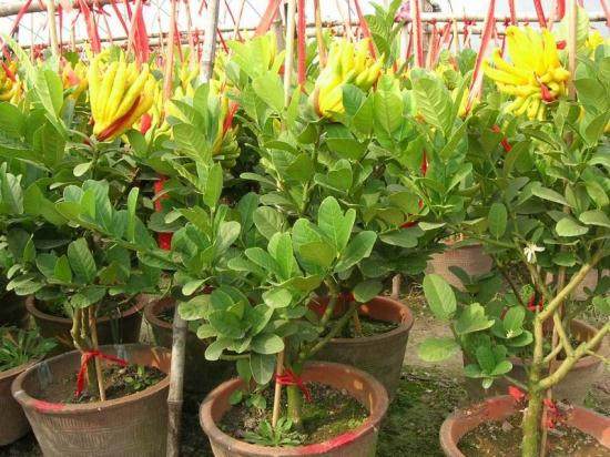 由金华佛手的市场饱和及佛手的产业面太狭窄