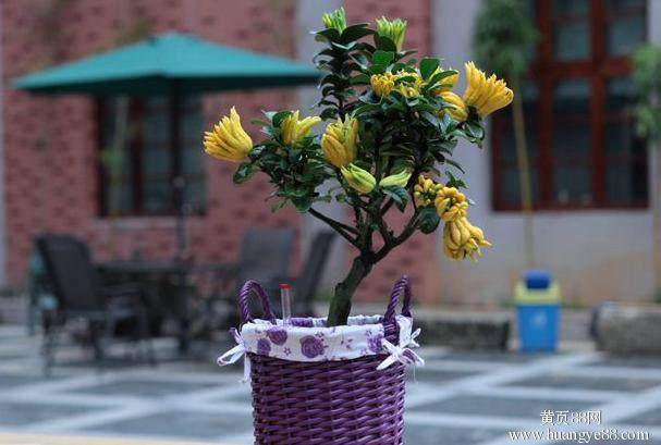 金华佛手价格大跌 沦落贱卖境地