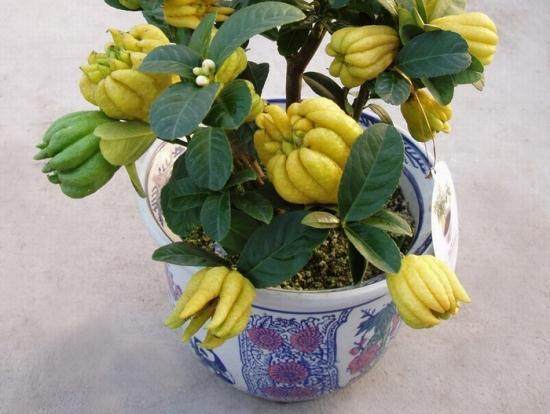 金华佛手价格大幅上涨的原因简析