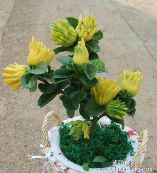 金华佛手价格成倍上涨