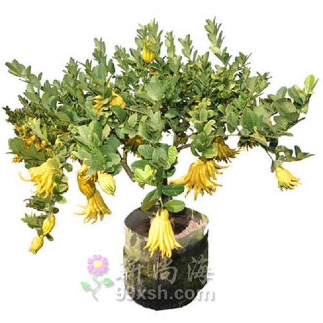 金华佛手种植过多而导致价格连年下降