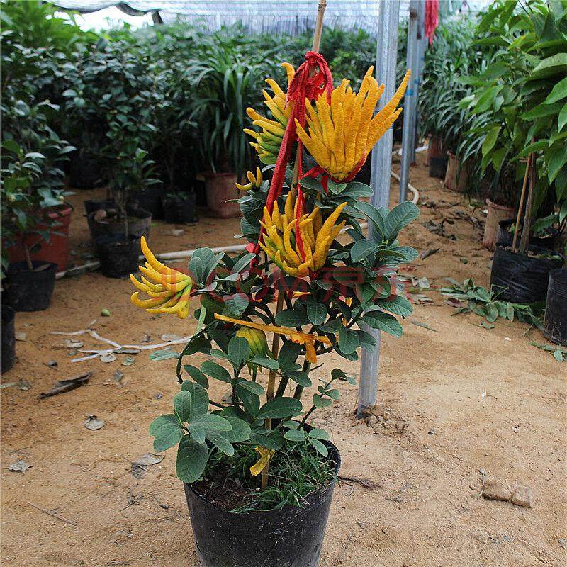 金华佛手价格一落千丈