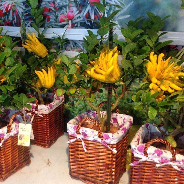 盆栽佛手每盆价格从70多元到200多元不等