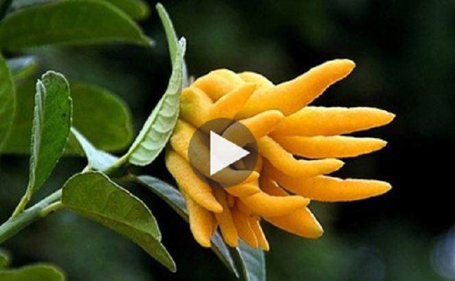 在低价区徘徊了几年的金华佛手价格开始回升