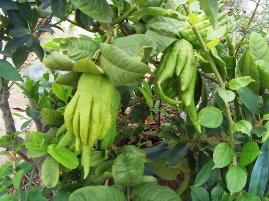 金华佛手销售今年也还不错 价格明显回升