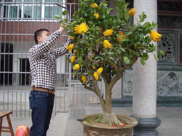 为什么金华佛手近期价格上涨