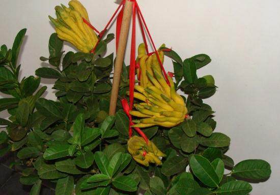 金华佛手的价格下跌一半