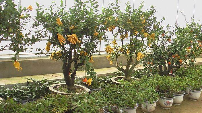 现在金华佛手的价格是多少？