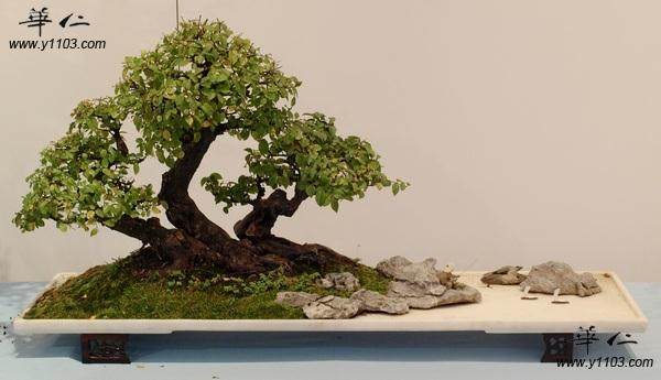 福州市园林局主办的盆景作品展